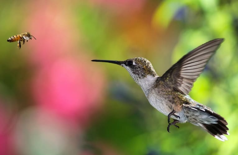 Hummingbirds