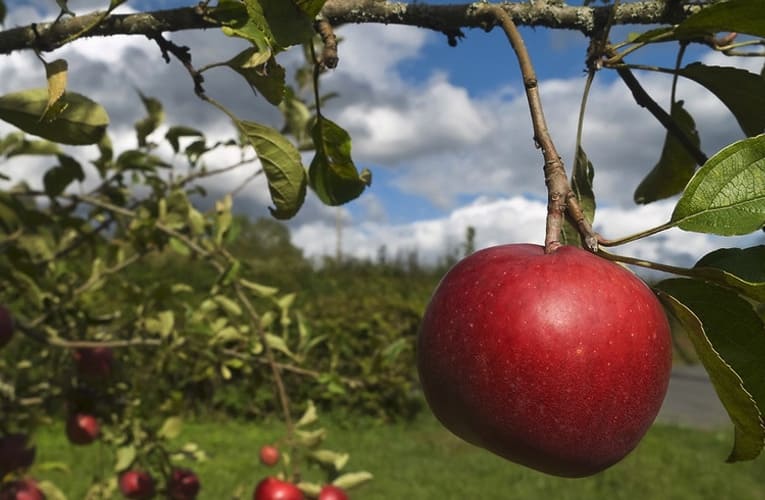 seattle-plans-to-build-americas-first-edible-forest